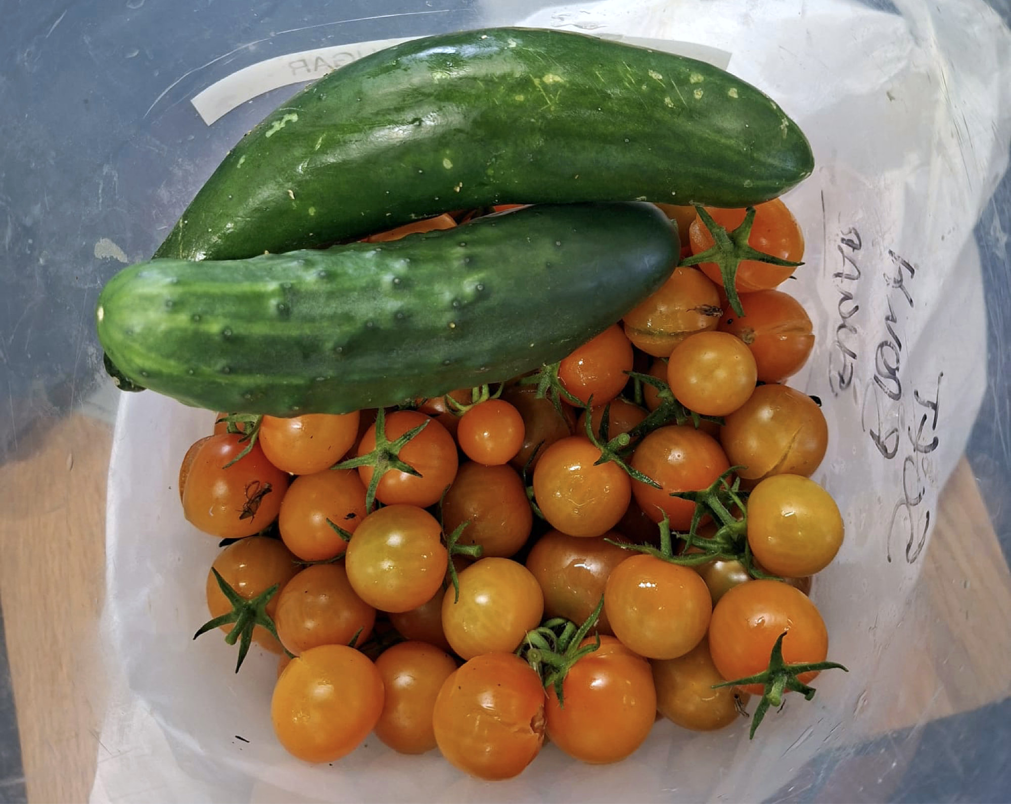 Rewards from our allotment!